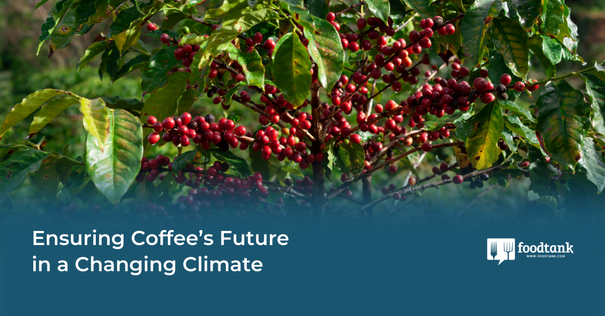 Guaranteeing Espresso’s Future in a Altering Native climate – Meals Tank