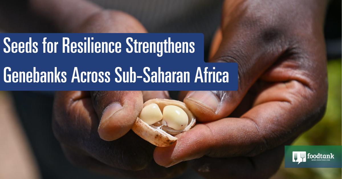 Seeds for Resilience Strengthens Genebanks All through Sub-Saharan Africa – Meals Tank